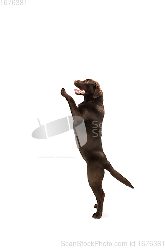 Image of The brown, chocolate labrador retriever playing on white studio background