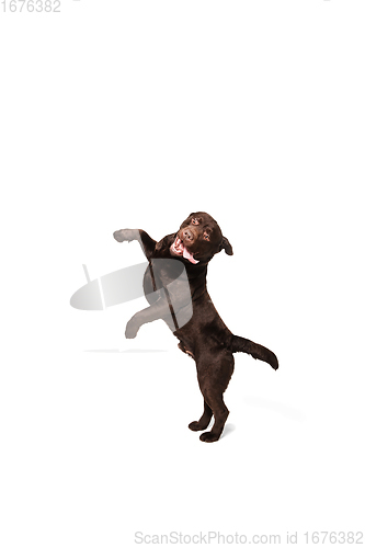 Image of The brown, chocolate labrador retriever playing on white studio background