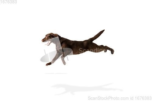 Image of The brown, chocolate labrador retriever playing on white studio background