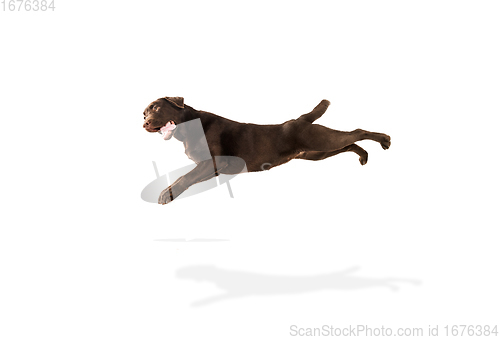 Image of The brown, chocolate labrador retriever playing on white studio background