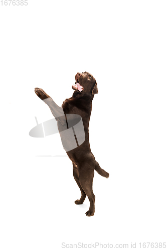 Image of The brown, chocolate labrador retriever playing on white studio background