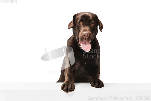 Image of The brown, chocolate labrador retriever playing on white studio background