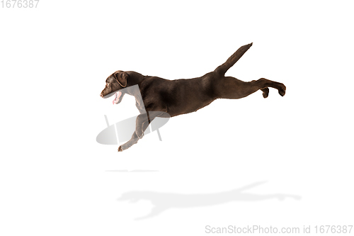 Image of The brown, chocolate labrador retriever playing on white studio background