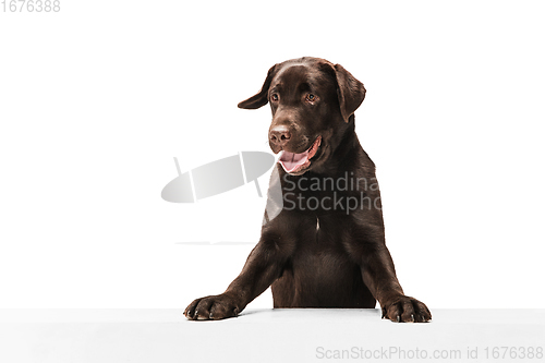 Image of The brown, chocolate labrador retriever playing on white studio background