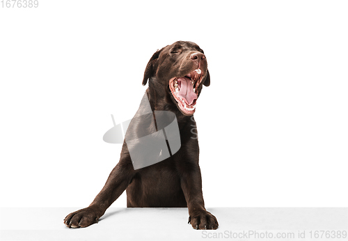 Image of The brown, chocolate labrador retriever playing on white studio background