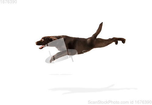 Image of The brown, chocolate labrador retriever playing on white studio background