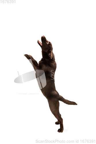 Image of The brown, chocolate labrador retriever playing on white studio background