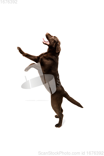 Image of The brown, chocolate labrador retriever playing on white studio background