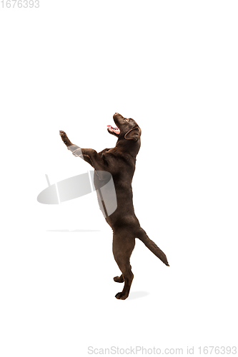 Image of The brown, chocolate labrador retriever playing on white studio background