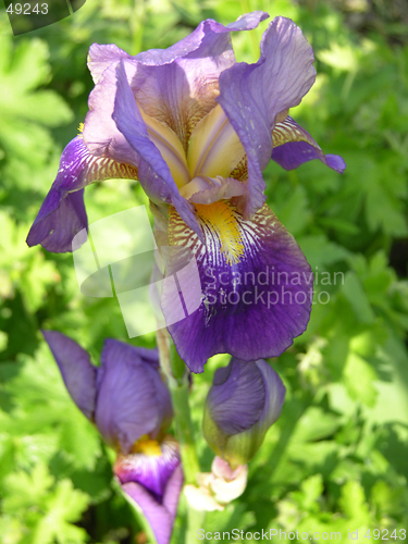 Image of purple flower