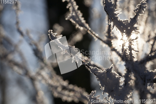 Image of Frost on the branches