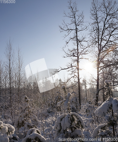 Image of young forest in winter