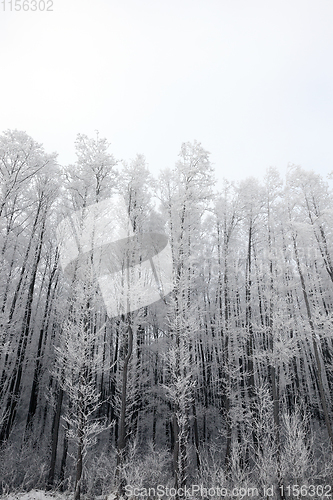 Image of Winter forest