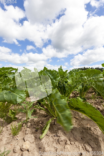 Image of Sugar beet