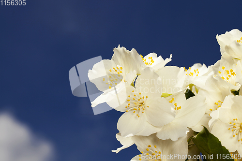 Image of Jasmine flowers