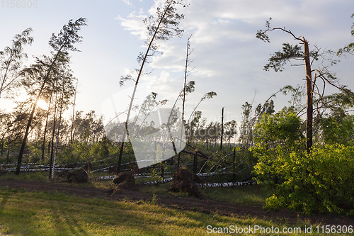 Image of broken trees after a storm