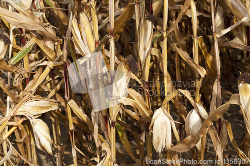 Image of Ripe corn