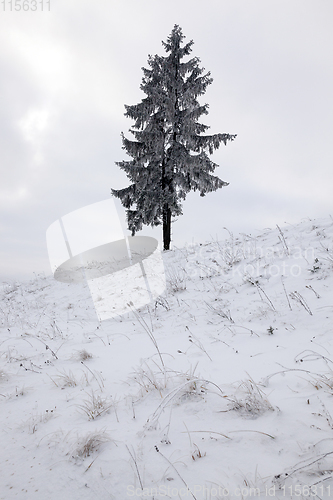 Image of Winter and tree