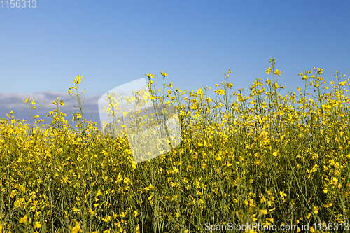 Image of yellow flower rape