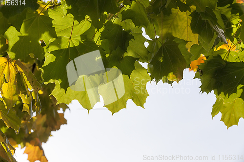 Image of Autumn leaves