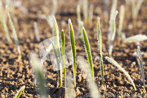 Image of green wheat in a frost