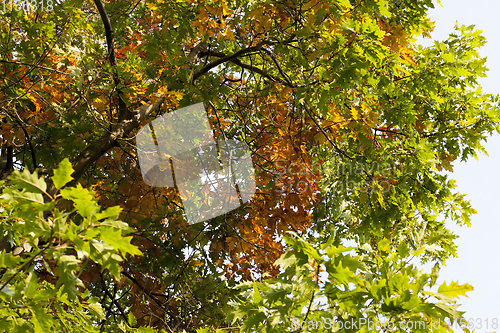 Image of oak in autumn