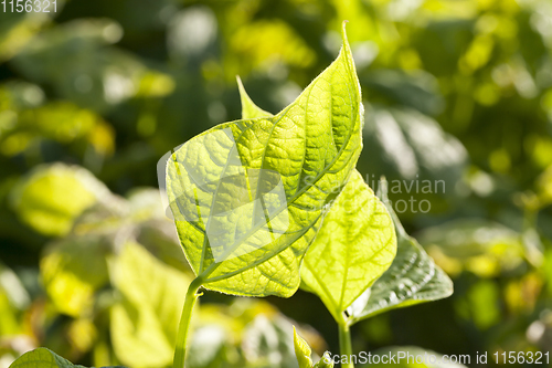 Image of green leaf