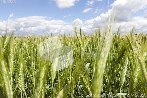 Image of Field of wheat