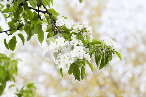 Image of Pear tree blossom