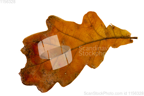 Image of dry oak leaf
