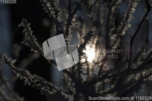 Image of Hoarfrost on tree