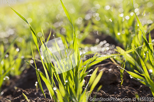 Image of sprouts of wheat