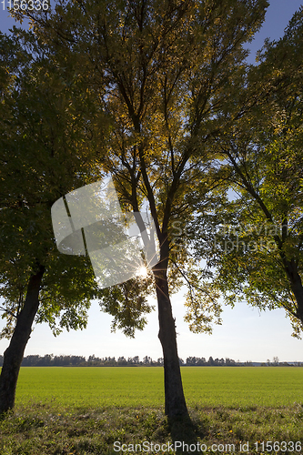 Image of tall trees