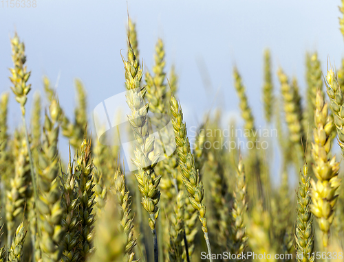 Image of Wheat field