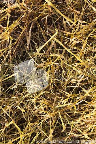 Image of yellowed wheat