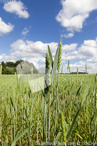 Image of Young wheat