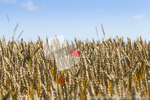 Image of wheat field