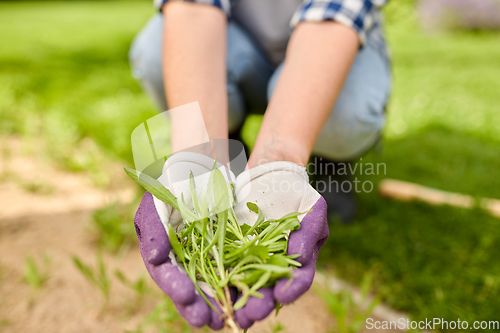 Image of woman weeding flowerbed at summer garden