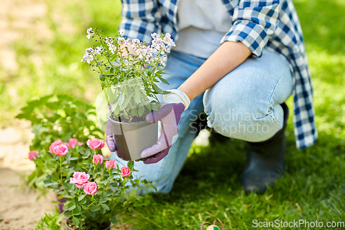 Image of woman planting rose flowers at summer garden