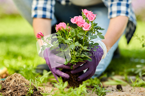 Image of woman planting rose flowers at summer garden