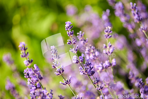 Image of beautiful lavender flowers in summer garden