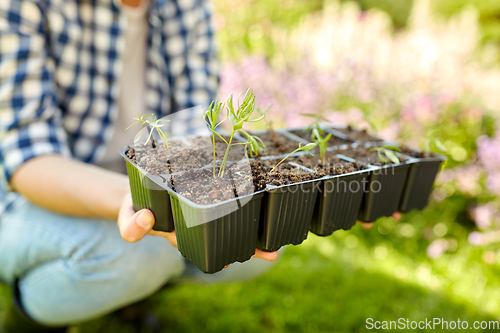 Image of woman holding pots tray with seedlings at garden