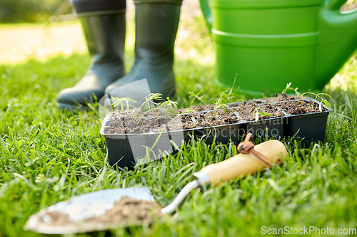 Image of seedlings in starter pots tray with soil at garden