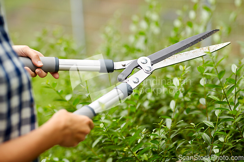 Image of woman with pruner cutting branches at garden