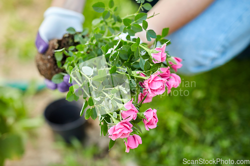 Image of woman planting rose flowers at summer garden