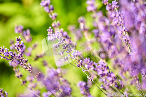 Image of beautiful lavender flowers in summer garden