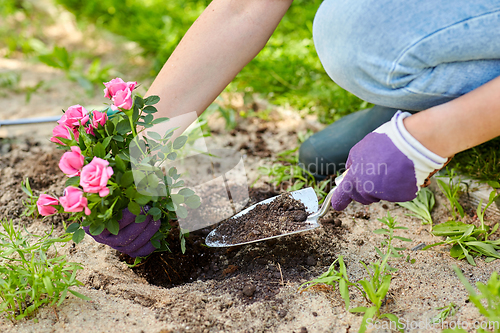 Image of woman planting rose flowers at summer garden