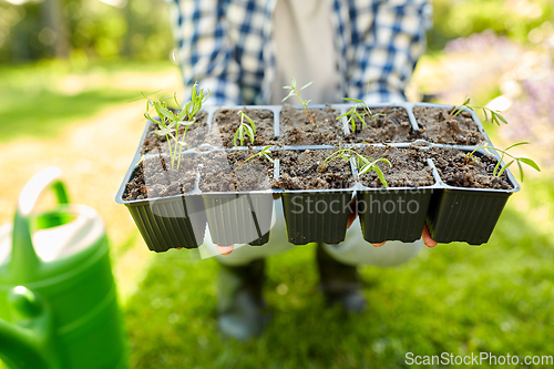 Image of woman holding pots tray with seedlings at garden