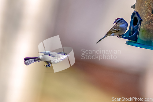 Image of birds feeding and playing at the feeder