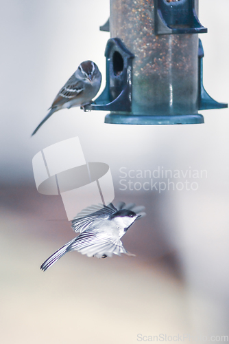 Image of birds feeding and playing at the feeder